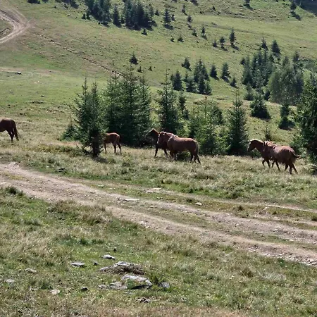 чорногірський двір